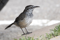 Cactus Wren 4597